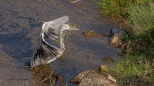 Ardea cinerea