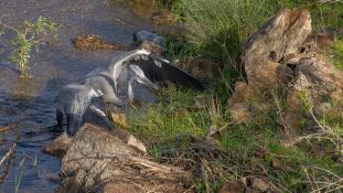 Ardea cinerea