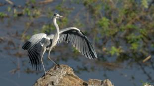 Ardea cinerea