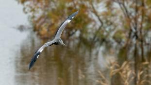 Ardea cinerea