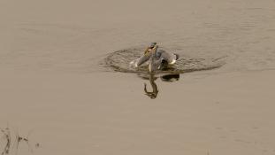 Ardea cinerea