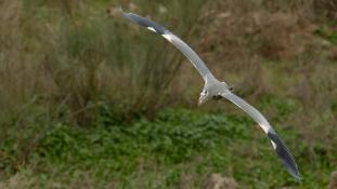 Ardea cinerea