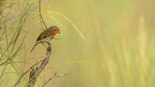 Erithacus rubecula