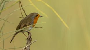 Erithacus rubecula