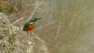 Alcedo atthis