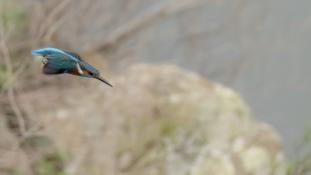 Alcedo atthis