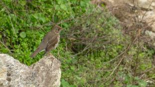 Turdus philomelos