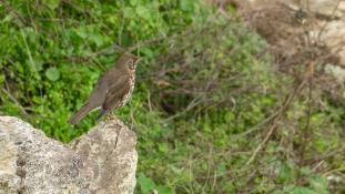 Turdus philomelos