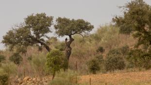 Aquila chrysaetos