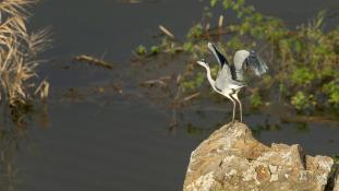 Ardea cinerea