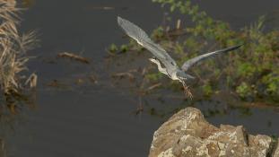 Ardea cinerea