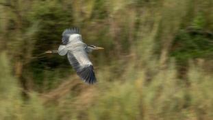 Ardea cinerea