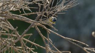 Cyanistes caeruleus