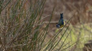 Cyanistes caeruleus