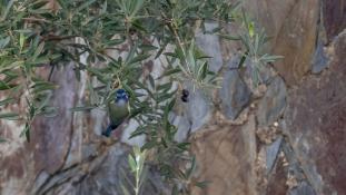 Cyanistes caeruleus