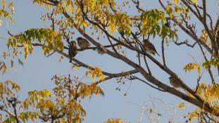 ND-Passer domesticus