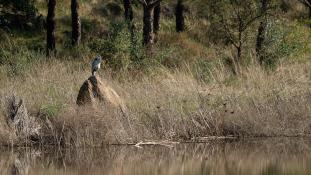 Ardea cinerea