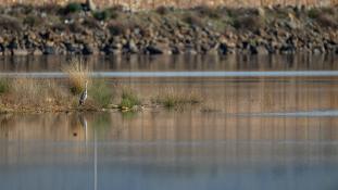 Ardea cinerea