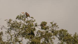 Buteo buteo