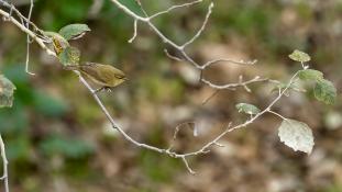 ND-Phylloscopus collybita