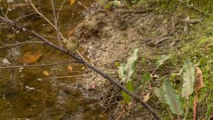 ND-Phylloscopus collybita