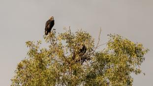 Aquila adalberti