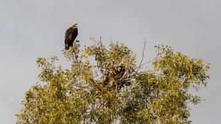 Aquila adalberti