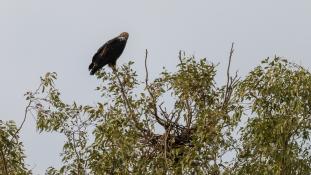 Aquila adalberti