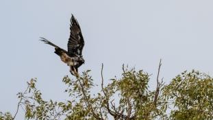 Aquila adalberti