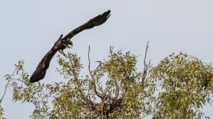 Aquila adalberti