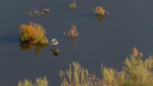 Ardea cinerea