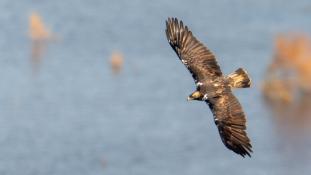 Aquila adalberti