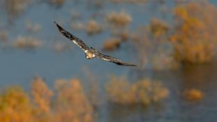 Aquila adalberti