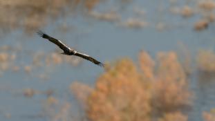 Aquila adalberti