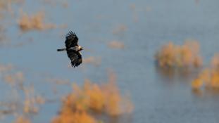 Aquila adalberti