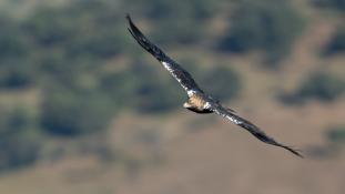 Aquila adalberti