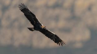 Aquila adalberti