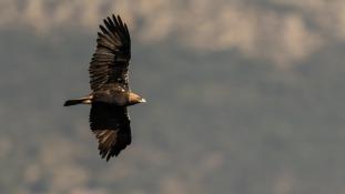 Aquila adalberti