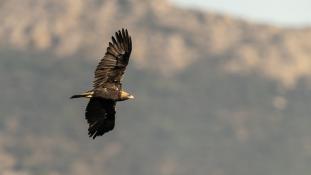 Aquila adalberti