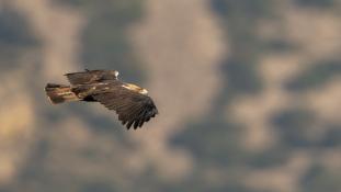 Aquila adalberti