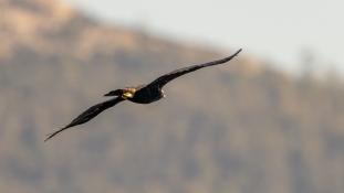 Aquila adalberti