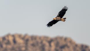 Aquila adalberti