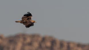 Aquila adalberti