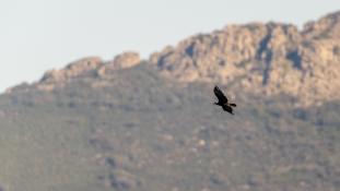 Aquila adalberti