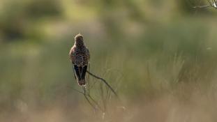 Falco tinnunculus