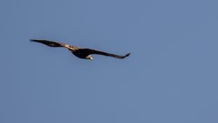 Aquila adalberti