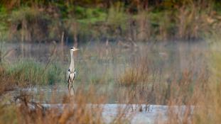 Ardea cinerea