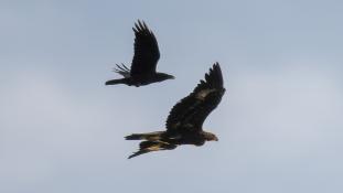 Aquila chrysaetos