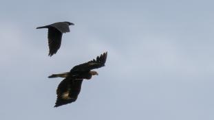 Aquila chrysaetos