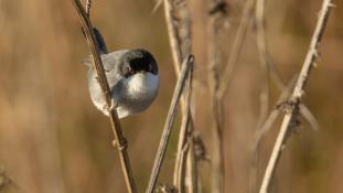 Curruca melanocephala